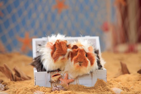 Angora guinea pig