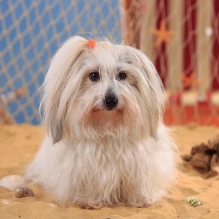 Coton de Tulear
