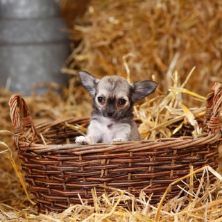 Chihuahua