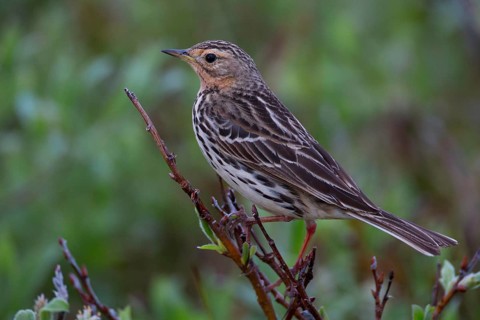 Red-throated Pipit