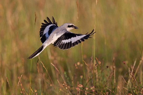 Great Grey Shrike
