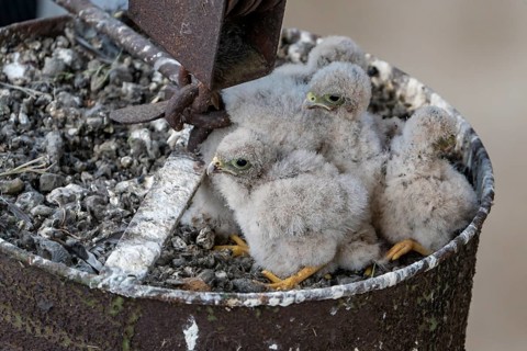 Common kestrel