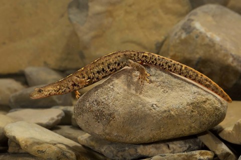 Pyrenean brook salamander