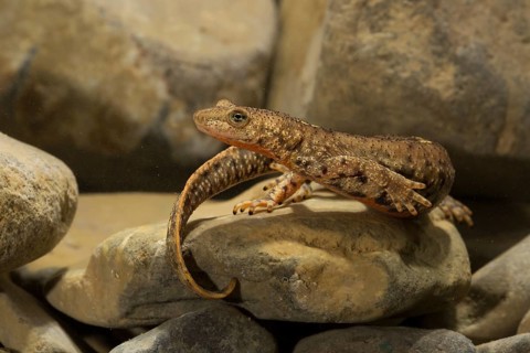 Pyrenean brook salamander