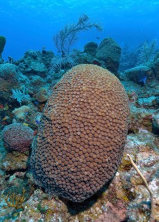 Great star coral