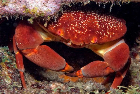 Coral stone crab