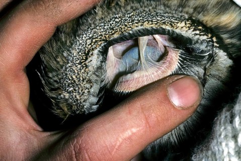 Close-up of the inner ear of the long-eared owl