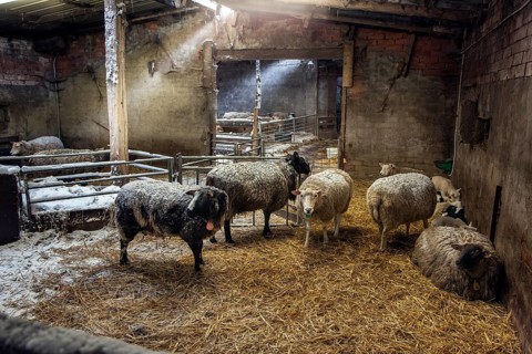 Domestic sheep
