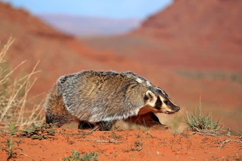 Badger