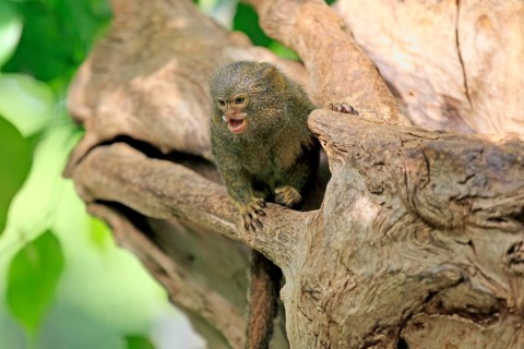 Pygmy marmoset