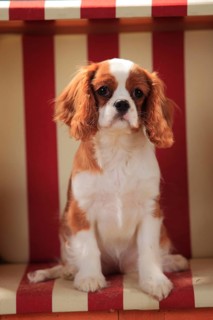 Cavalier King Charles Spaniel