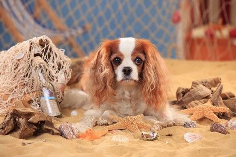 Cavalier King Charles Spaniel