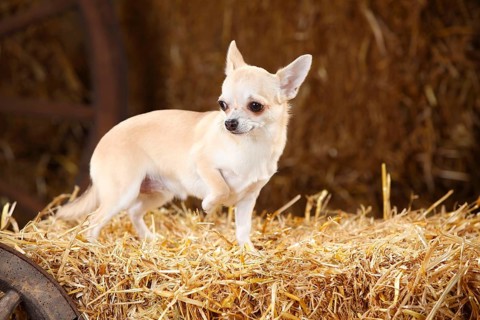 Chihuahua