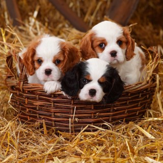 Cavalier King Charles Spaniel