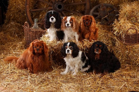 Cavalier King Charles Spaniel