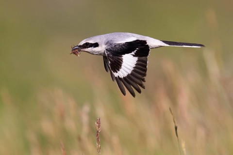 Great Grey Shrike