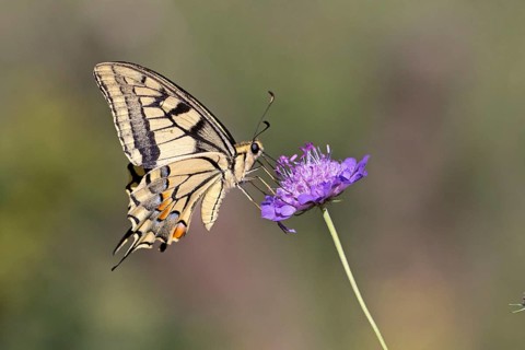 Swallowtail