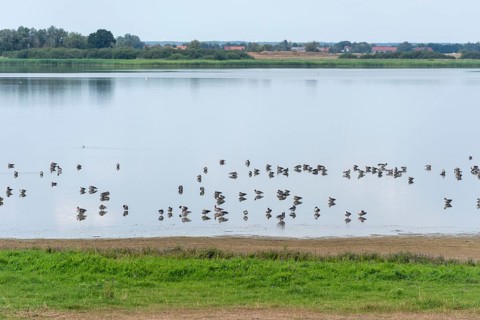 Birds at Guelper See