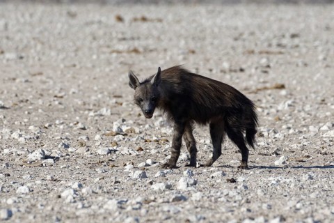 Brown hyena