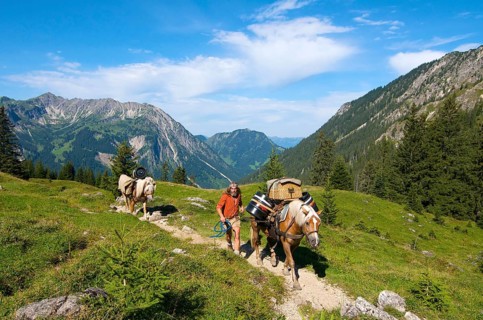 Supplying the Willersalpe with horses