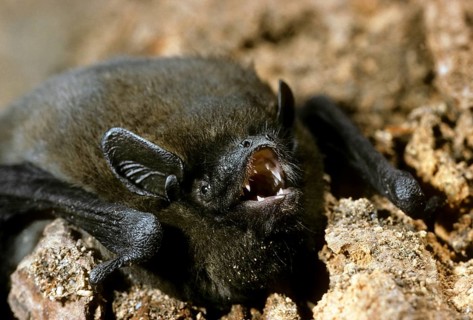Nathusius pipistrelle bat