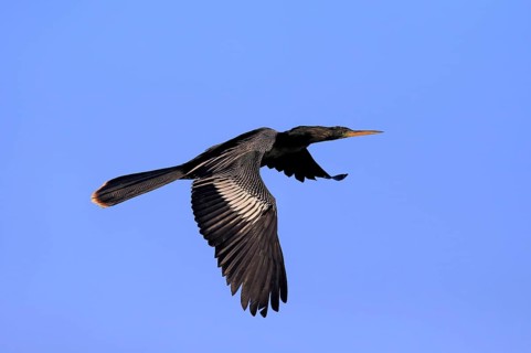 Anhinga