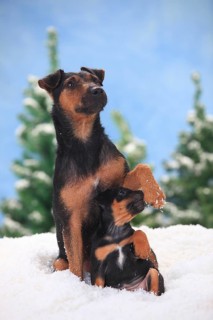 German Hunting Terrier