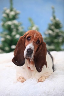 Basset Hound