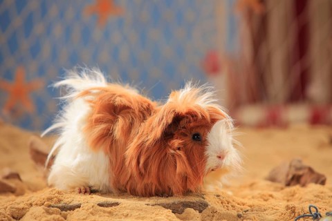 Angora guinea pig