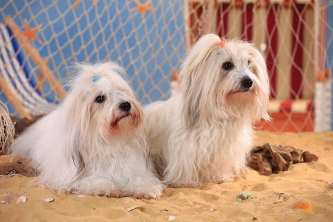 Coton de Tulear