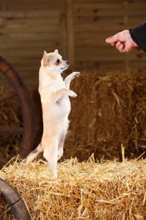 Chihuahua