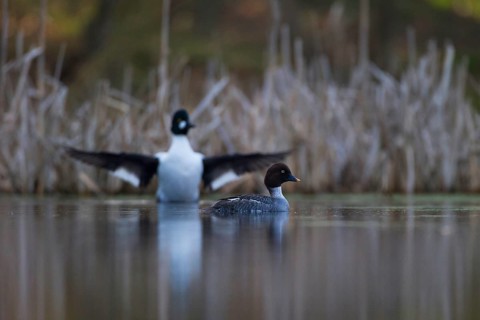 Common Goldeneye