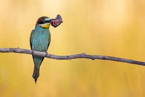 European bee-eater