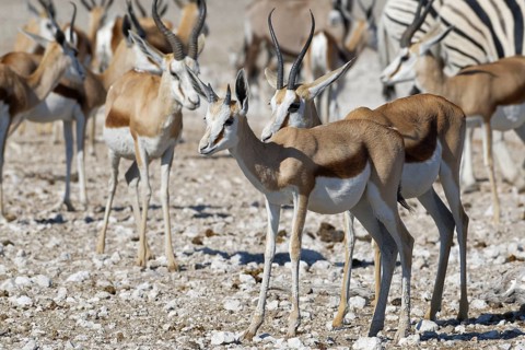 Springboks