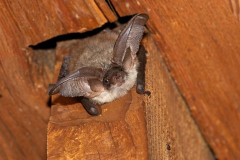 Grey long-eared bat