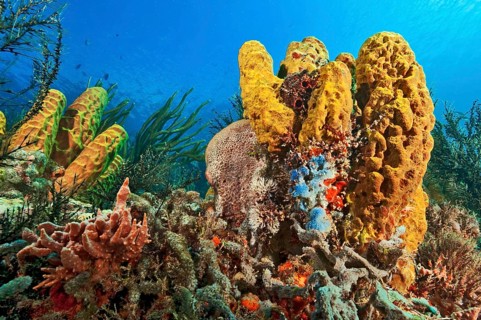 Coral reef