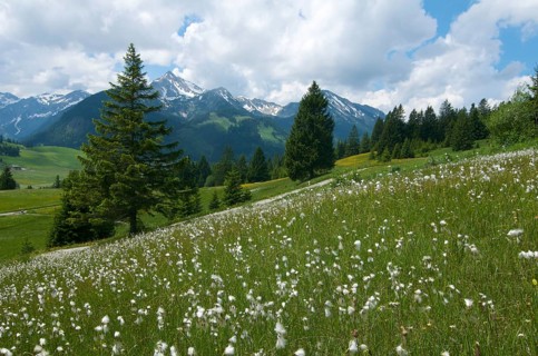 Cotton grass