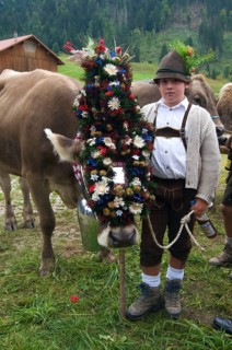 Cattle seperation in Riezlern