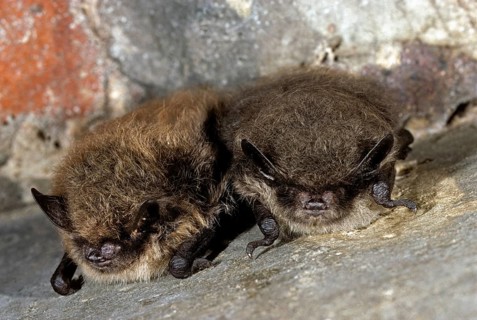 Two Whiskered