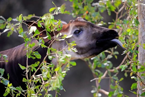 Okapi