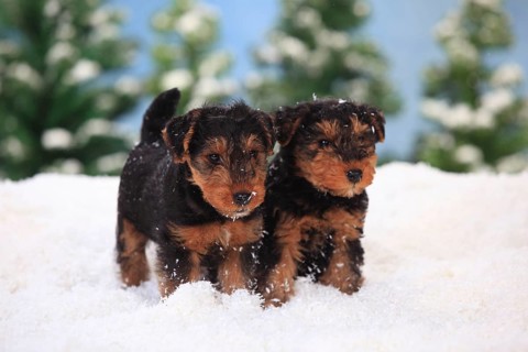Welsh Terrier
