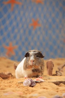 English Crested Guinea Pig Pig