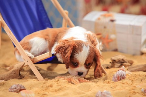 Cavalier King Charles Spaniel