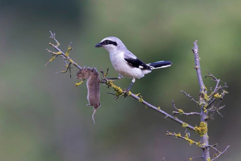 Great Grey Shrike