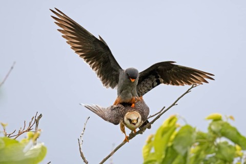 Red-footed Falcon