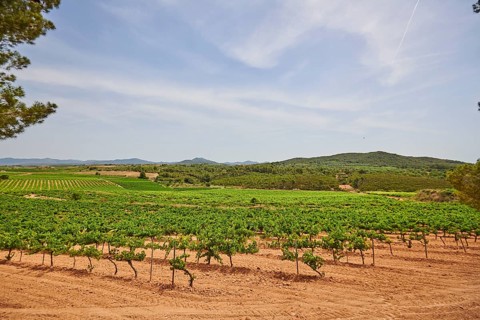 View onto the Vineyard from Cathedral Santuari de la Mare de Deu de Montserrat