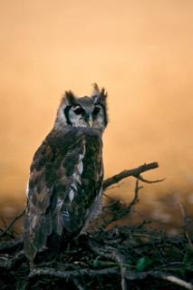 Giant Eagle Owl