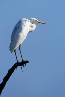 Great white egret