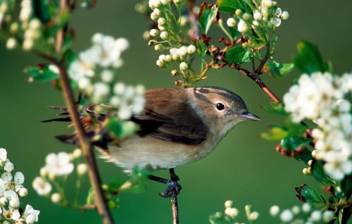 Garden warbler