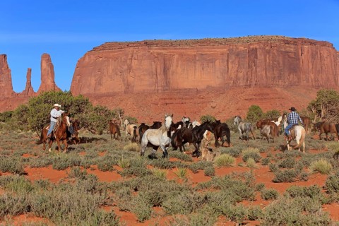 Navajo cowboys herd mustangs